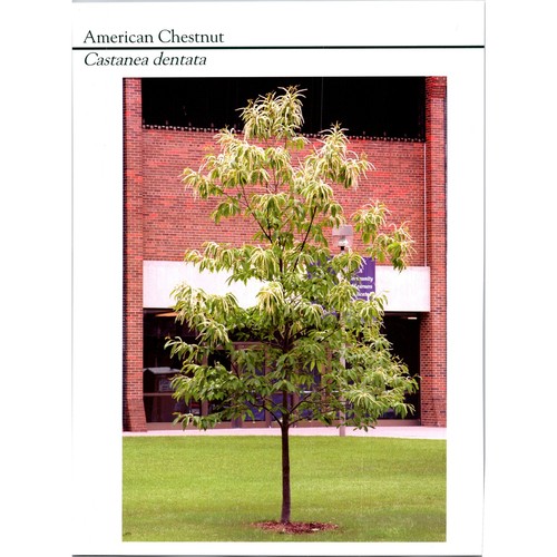 American chestnut castanea - american,
