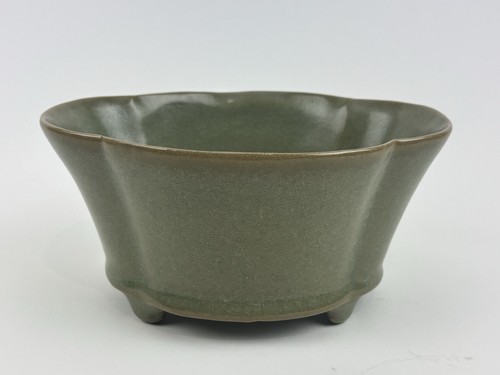 Chinese celadon lobed - , plant