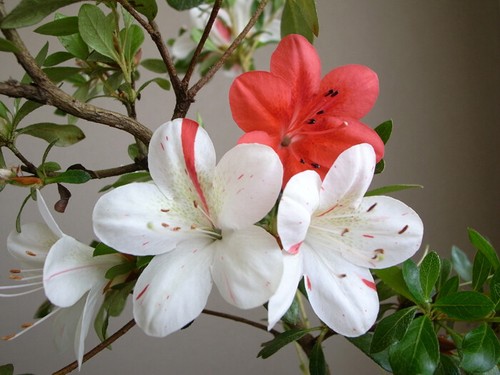 ~~IVERYYANA~~Azalea
