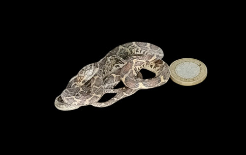 Taxidermy tiny corn snake - taxidermy,