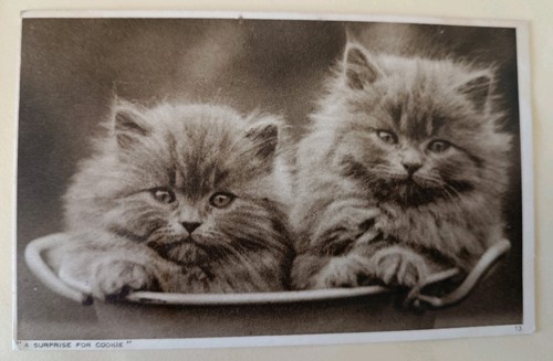 Cat postcard persian kittens - cat, postcard,
