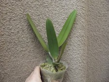 Rare Cattleya eldorado flamea
