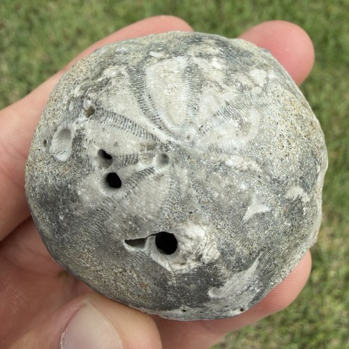Sea biscuit fossil - fossil,