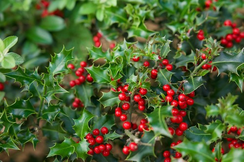 Ilex alaska holly - alaska, evergreen