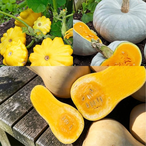 Squash plants 9cm pots - in,