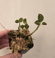 Ludisia discolor jewel orchid (J-13)