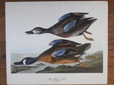 John James Audubon-Blue-Winged Teal-original print from The Folio-1964