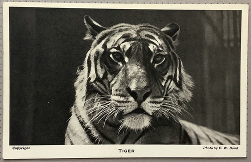 Tiger head study london - study, by