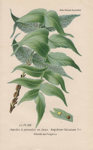 Sickle fern aspidium - sickle,