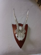 vintage Roe Deer Skull Antlers wooden Plaque animal trophy  Art/Crafts taxidermy