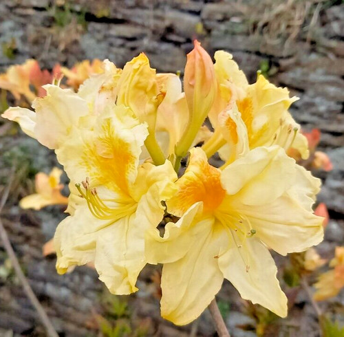 Rhododendron harvest moon - rhododendron,