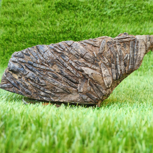 Large belemnite battlefield - large,