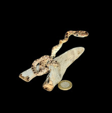 Taxidermy Tiny Corn Snake