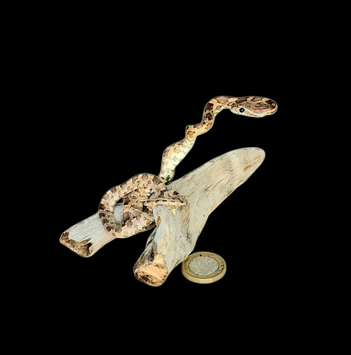 Taxidermy tiny corn - taxidermy, snake