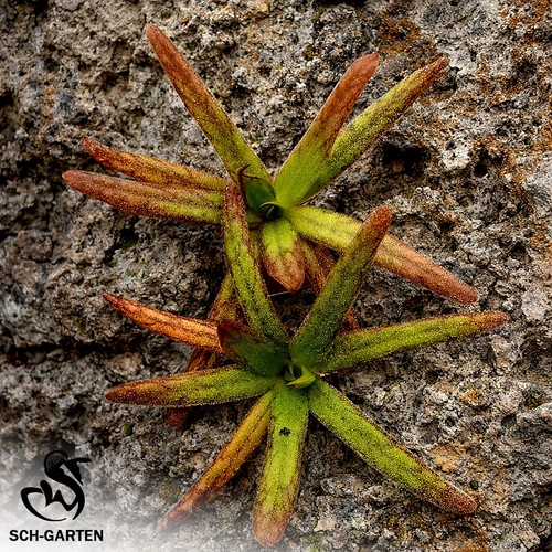 Pre sale pinguicula - pinguicula, sch