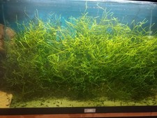 Java Moss - Live Aquarium Plants Snail Free