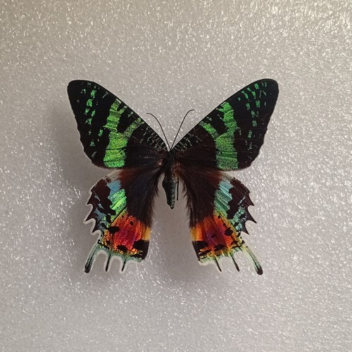 Chrysiridia rhipheus