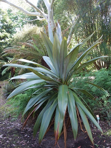 Cordyline indivisa stunning - indivisa,