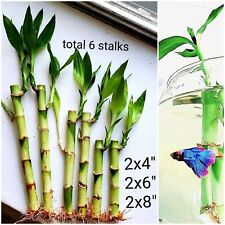 6 Lucky Bamboo 4"6"8" FREE