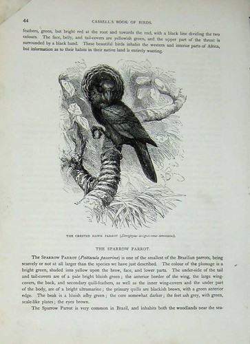 Original old antique print - antique,