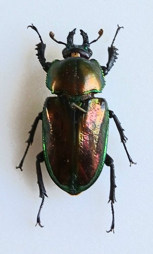 Phalacrognathus muelleri - phalacrognathus,