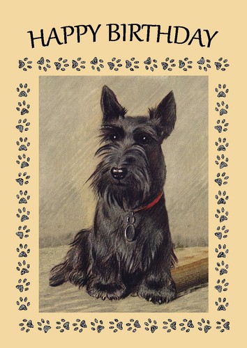 Scottish terrier scottie - terrier,