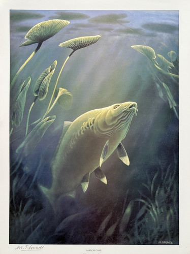 Mirror carp fine art - carp, print