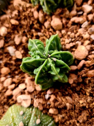 Astrophytum myriostigma walnut - astrophytum,