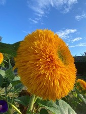 The Cutest Giant Teddy Bear Double Sunflower Seeds 30+ in a packet