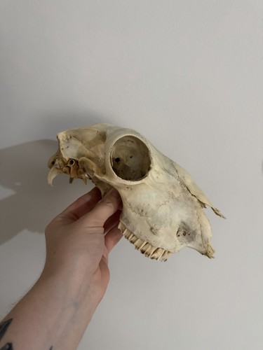 Nature found sheep - sheep, skull