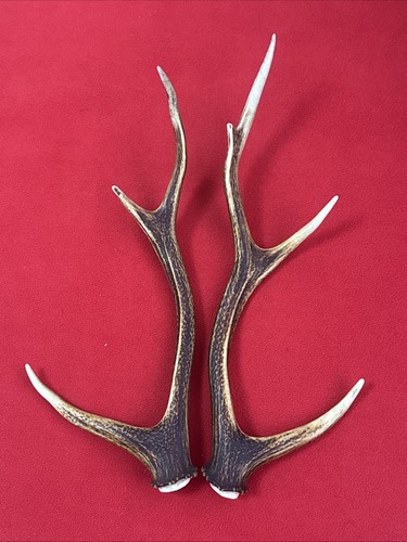 Pair sika deer antlers - of,