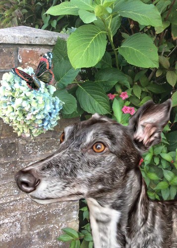 Greyhound lurcher - ,,