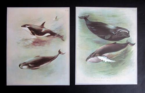 Archibald thorburn two - thorburn,