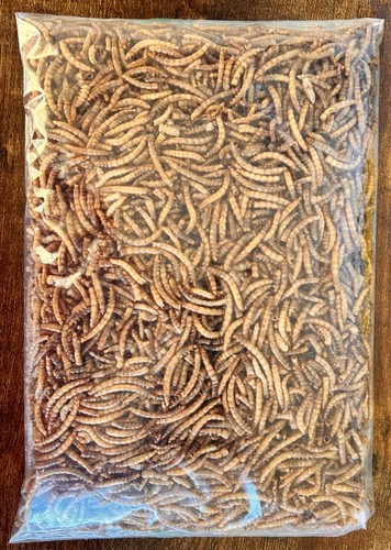 Dried mealworms the - dried, by