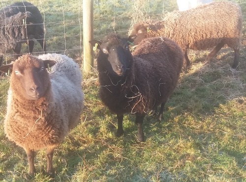 Fleeces from shetland sheep - fleeces,