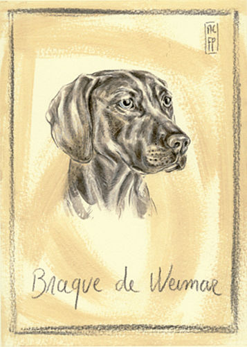 Weimaraner german gundog - german,