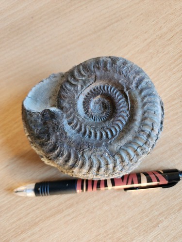 Hildoceras bifrons ammonite - hildoceras,