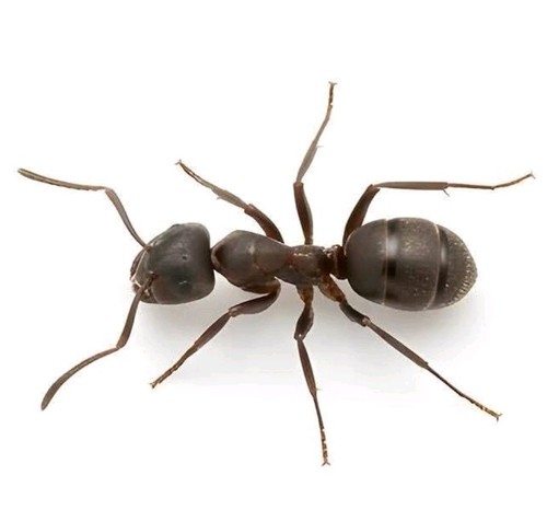 Lasius niger black garden - niger,