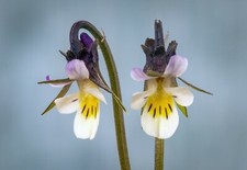 Field Pansy Seeds, Viola