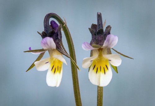 Field pansy seeds viola - seeds,,