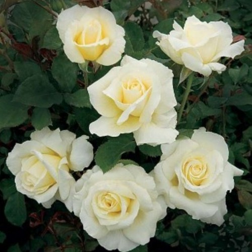Potted litre hybrid tea - 2,