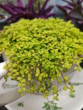 3x Soleirolia soleirolii, Aurea, Baby Tears, Golden bare root plants.