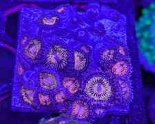 WYSIWYG: Aqua-Cultured Pandora