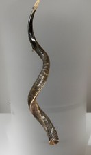 Shofar Yemenite Kudu Horn XXL