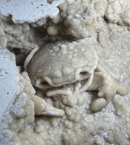 Travertine crab fossil turkey - travertine,
