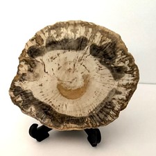 Fossil Polished Wood slice