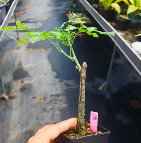 Rareplant cacti adenia - cacti,