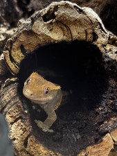 Habistat terrarium for reptiles. Crested gecko included. 45/45/60cm or 18/18/24 