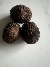 Great Tasty Black Walnut Seeds (Juglans Nigra) Natural,Untreated,3 healthy Seeds