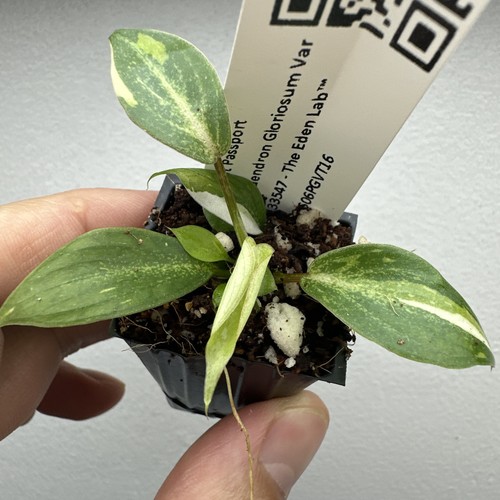 Philodendron gloriosum - philodendron,